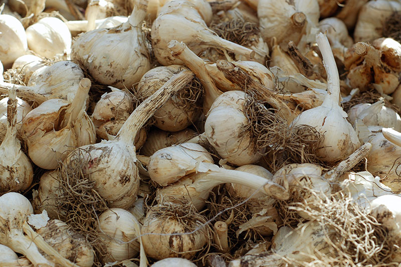 Spanischer Knoblauch